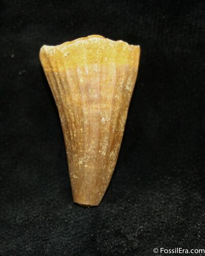 Inch Mosasaurus Tooth #985